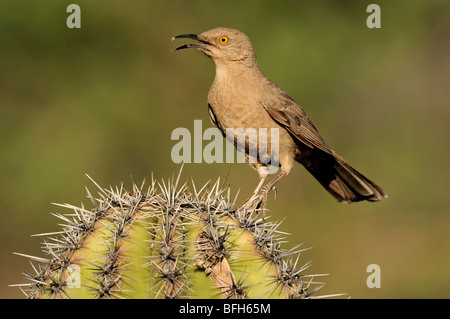 Lange-billed Thrasher (Toxostoma Longirostre) thront auf Kaktus am Elephant Head Teich, Arizona, USA Stockfoto