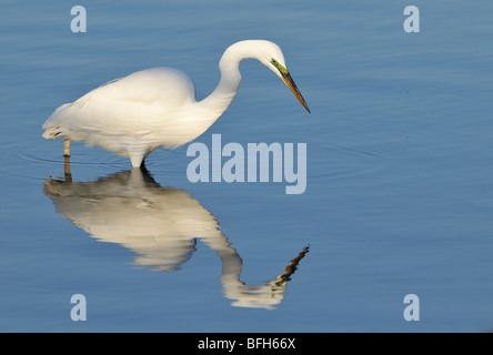 Großen Reiher (Ardea Alba) Fischen an Bolsa Chica Zuflucht California Stockfoto