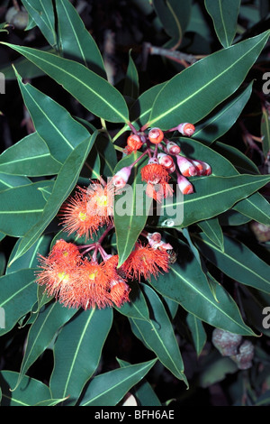 Western Australian Red-Blüte Gum Blumen und Honig Bienen - Eucalyptus Ficifolia und Apis Mellifera-Familie Myrtaceae Stockfoto