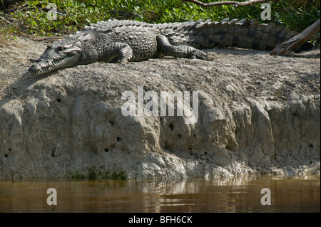 Große amerikanische Krokodil liegend auf einer Bank in den südlichen Everglades in Florida. Stockfoto