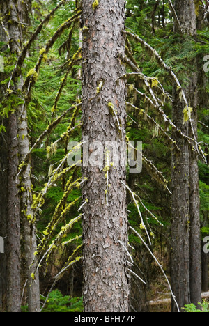 Eine Detailansicht der Sitka-Fichte mit Moos und Flechten hängen von den Zweigen. Kaskaden von Washington, USA. Stockfoto