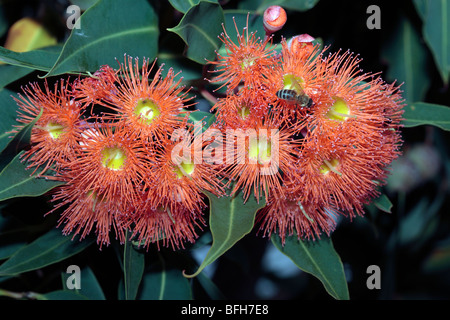 Western Australian Red-Blüte Gum Blumen und Honig Bienen - Eucalyptus Ficifolia und Apis Mellifera-Familie Myrtaceae Stockfoto
