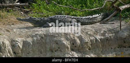 Panorama eines großen amerikanischen Krokodils auf einer Bank in den südlichen Everglades liegen. Stockfoto