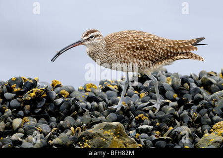 Regenbrachvogel (Numenius Phaeopus) auf Bett von Muscheln am Playa Del Ray CA Stockfoto