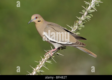 Weiß – Winged Taube (Zenaida Asiatica) auf Kaktus am Elephant Head Teich, Arizona, USA Stockfoto