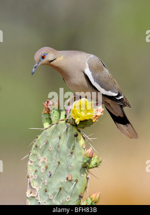 Weiß – Winged Taube (Zenaida Asiatica) auf Kaktus am Elephant Head Teich, Arizona, USA Stockfoto