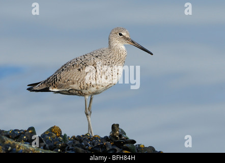 Willett (Tringa Semipalmata) auf felsigen Küste am Playa Del Ray, Kalifornien, USA Stockfoto