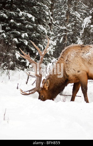 Elche oder Wapiti (Cervus Canadensis), in der Nähe von Banff, Alberta, Kanada Stockfoto