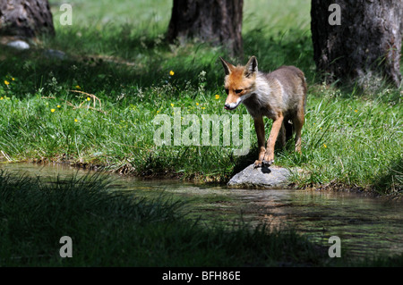 Fox rot Vulpes Vulpes Canidae Säugetier Berg Torrente Creek Holz Italien Volpe Rossa Canidi Mammiferi Montagna Parco Nazionale Gr Stockfoto