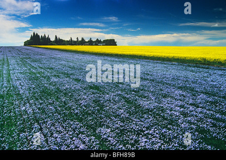 blühenden Flachs Feld mit Raps im Hintergrund, in der Nähe von Tiger Hügel Somerset, Manitoba, Kanada Stockfoto