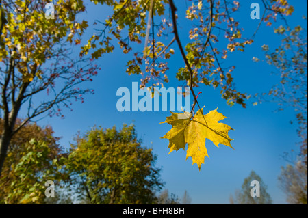 Idylle im Herbst Ambiente noch Stilllife letzte Blatt Blätter Ernte herbstlichen Färbung Herbst Laub idyllischen Sonne helle Farbe Farbe Stockfoto