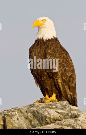 Weißkopf-Seeadler (Haliaeetus Leucocephalus) thront auf einem Felsen in Victoria, BC, Kanada. Stockfoto