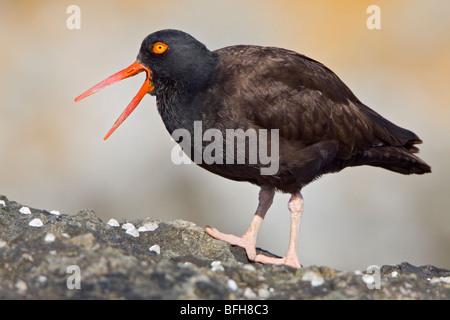 Schwarze Austernfischer (Haematopus Bachmani) thront auf einem Felsen in Victoria, BC, Kanada. Stockfoto