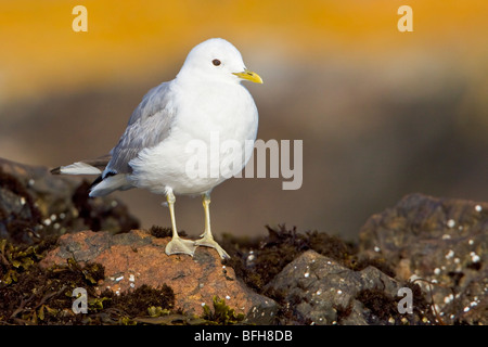 Mew Gull (Larus Canus) thront auf einem Felsen in Victoria, BC, Kanada. Stockfoto