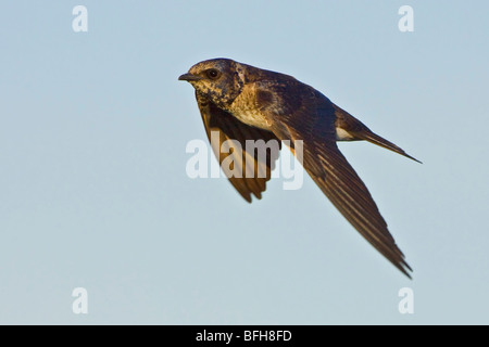 Lila Martin (Progne subis) während des Fluges in Victoria, BC, Kanada. Stockfoto