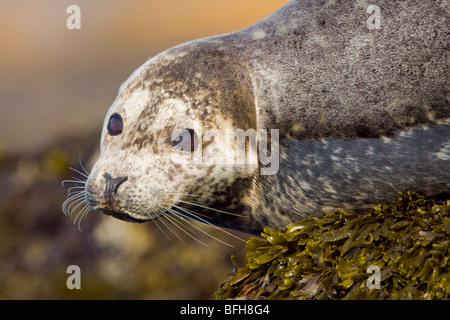 Seehund thront auf einem Felsen in Victoria, BC, Kanada. Stockfoto