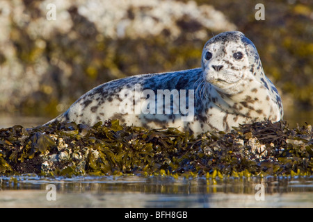 Seehund thront auf einem Felsen in Victoria, BC, Kanada. Stockfoto