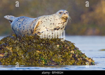 Seehund thront auf einem Felsen in Victoria, BC, Kanada. Stockfoto