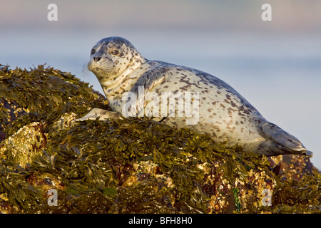 Seehund thront auf einem Felsen in Victoria, BC, Kanada. Stockfoto