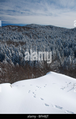 Fuchs-Spur im Schnee Stockfoto