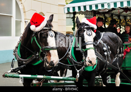 Pferde mit Pferd gezogenen Wagen mit Santa Hüte auf dem Kopf zur Weihnachtszeit in Victoria, BC Stockfoto