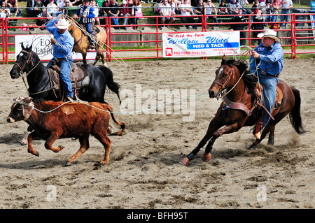 Cowboys Kalb roping (Team roping) beim Luxton Pro Rodeo in Victoria, BC. Stockfoto