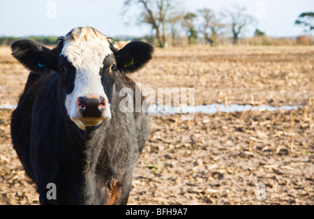 Eine schwarze und weiße Kuh stehend in einem leeren nasses Stoppelfeld. Grenzen der Dorset und Hampshire. VEREINIGTES KÖNIGREICH. Winter. Stockfoto