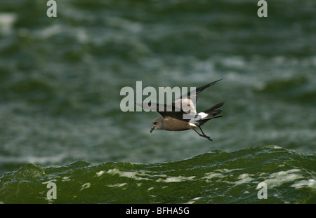 Leach-Sturmvogel Stockfoto