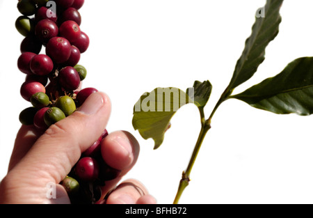 Zweig der Kaffee in der hand, Beeren mit Blättern auf weißem Hintergrund Stockfoto