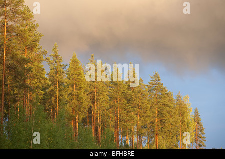 Große finnische Kiefer (Pinus Sylvestris) Bäume im Wald, Finnland Stockfoto
