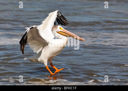 American White Pelican Landung auf dem Red River.  Lockport, Manitoba, Kanada. Stockfoto