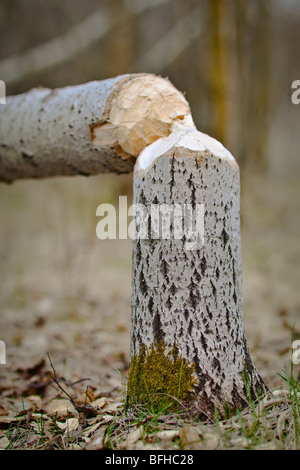 Umgestürzten Baum, Beweise für ein Biber am Werk.  Assiniboine Park, Winnipeg, Manitoba, Kanada. Stockfoto