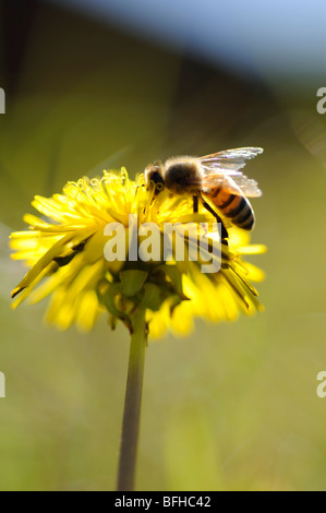 Biene auf der Blume Löwenzahn Stockfoto