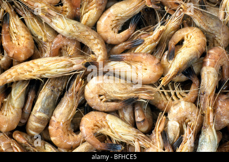 Gemeinsamen Garnelen (Crangon Crangon), gekocht Probe von oben gesehen. Stockfoto