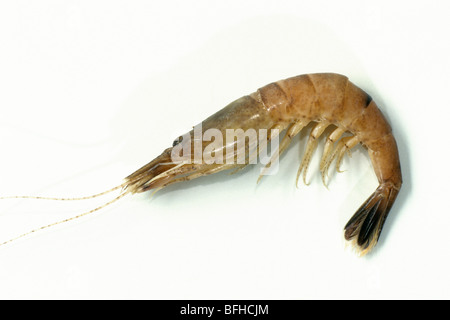 Gemeinsamen Garnelen (Crangon Crangon), Probe, Studio Bild gekocht. Stockfoto