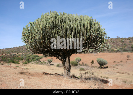 Kandelaber Baum Euphorbia Ingens Taken in der Nähe von Mbuli, Tansania Stockfoto