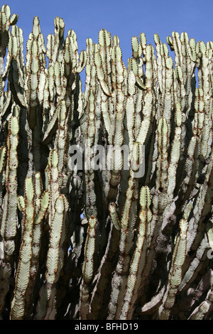 Detail der Kandelaber Baum Euphorbia Ingens Zweige genommen in der Nähe von Mbuli, Tansania Stockfoto