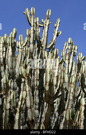 Detail der Kandelaber Baum Euphorbia Ingens Zweige genommen in der Nähe von Mbuli, Tansania Stockfoto