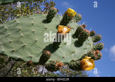 Blühende Paddel Kaktus Opuntia wächst in der Nähe von Mbuli, Tansania Stockfoto