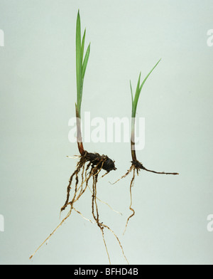 Lila nutsedge (Cyperus rotundus) Sämling Pflanzen mit geschwollenen Rhizome bilden Stockfoto