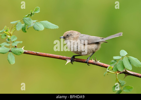 Bushtit (Psaltriparus Weg) auf Wild rose Zweig - Victoria BC, Kanada Stockfoto