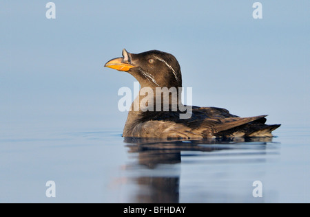 Nashorn Auklet (Cerorhinca Monocerata) aus Oak Bay Waterfront - Victoria BC, Kanada Stockfoto