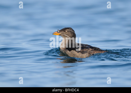 Nashorn Auklet (Cerorhinca Monocerata) aus Oak Bay Waterfront - Victoria BC, Kanada Stockfoto