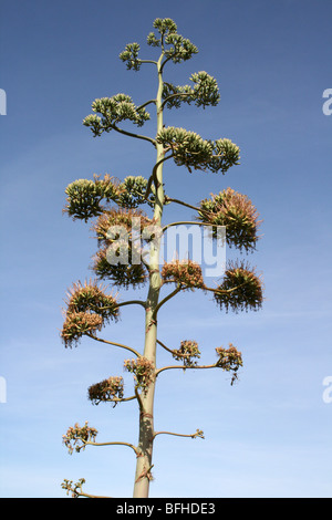 Sisal Agave Sisalana Blütenstand genommen in der Nähe von Mbuli, Tansania Stockfoto