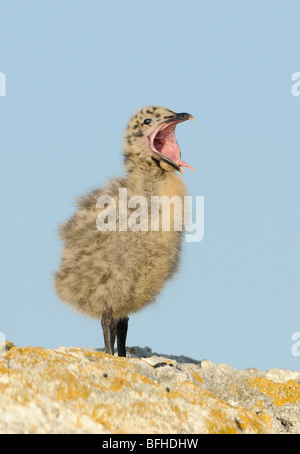 Glaucous geflügelte Gull (Larus Glaucescens) juvenile Vogel bei Kette Inselchen - Victoria BC Kanada Stockfoto