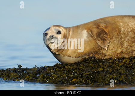 Hafen-Dichtung (Phoca Vitulina) aus Oak Bay Waterfront - Victoria BC, Kanada Stockfoto