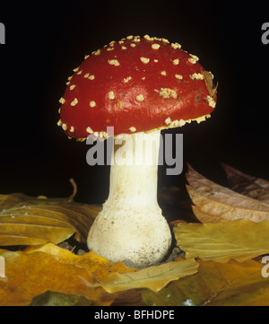 Fliegenpilz (Amanita Muscaria) Fliegenpilz gegen einen schwarzen Hintergrund und Herbstlaub Stockfoto