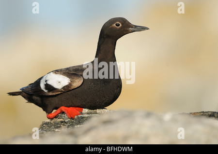 Taube Guillemot (Cepphus Columba) aus Oak Bay Waterfront - Victoria BC, Kanada Stockfoto