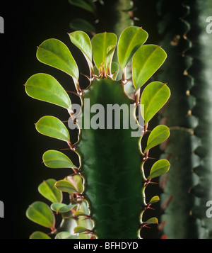 Blätter auf die wachsende Punkt eines Cowboy Kaktus oder Kandelaber Baumes (Euphorbia Ingens) Stockfoto