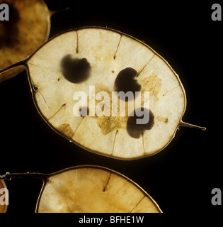 Ehrlichkeit (Lunaria Annua) Hintergrundbeleuchtung Pflanzensamen mit Samen Stockfoto